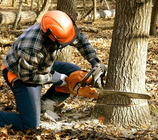 Tree Removal in Sturgeon, PA